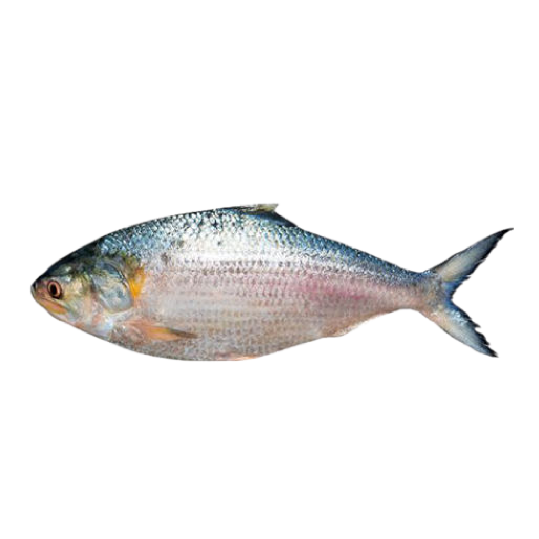 Whole Hilsha Fish (Asto Ilish)