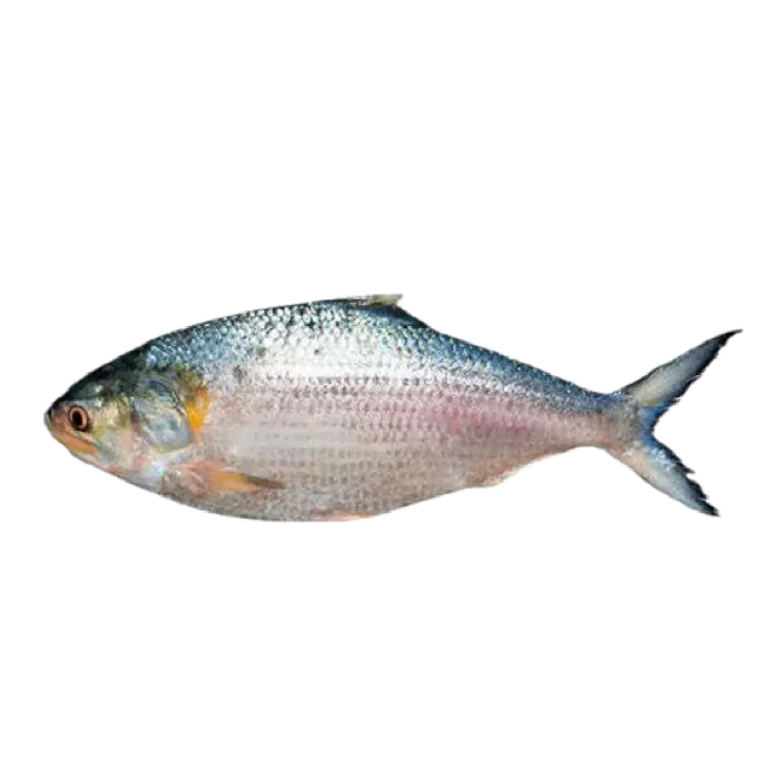 Whole Hilsha Fish (Asto Ilish)