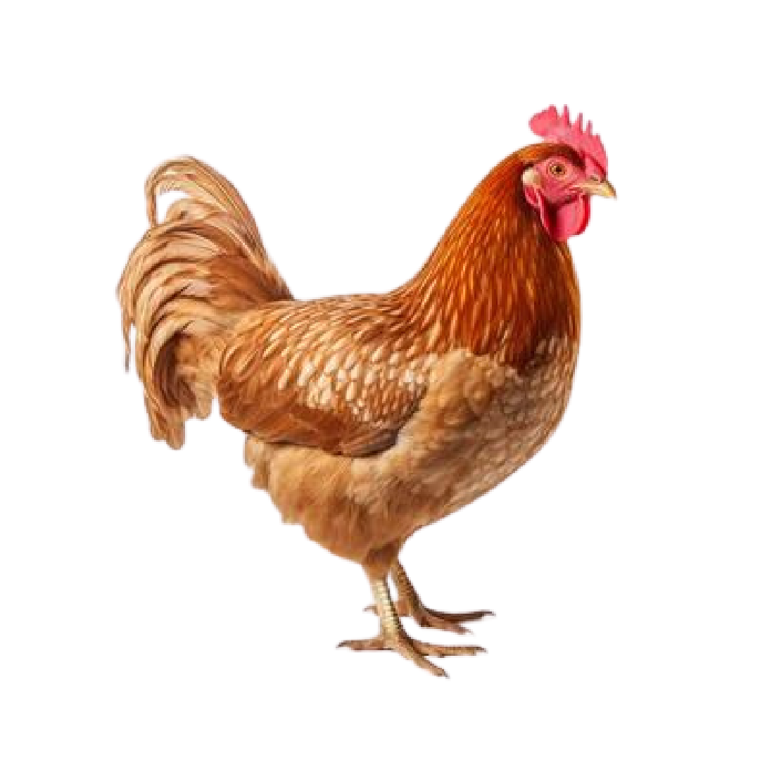Live Chicken Sonalika 1kg