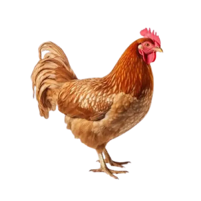 Live Chicken Sonalika 1kg